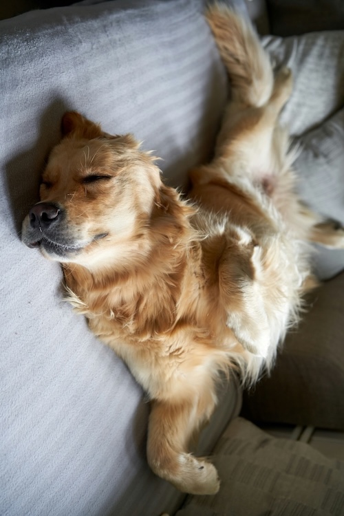 Peaceful sleeping dog
