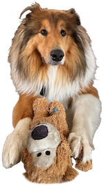 Kazeman, the Rough Collie who inspired AffirmYourDog